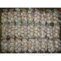 Good Quality Normal White Garlic From Jinxiang